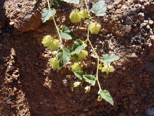 Image of Hermannia pauciflora by (c) Sue Carnahan, some rights reserved (CC BY)