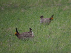 Tympanuchus pallidicinctus