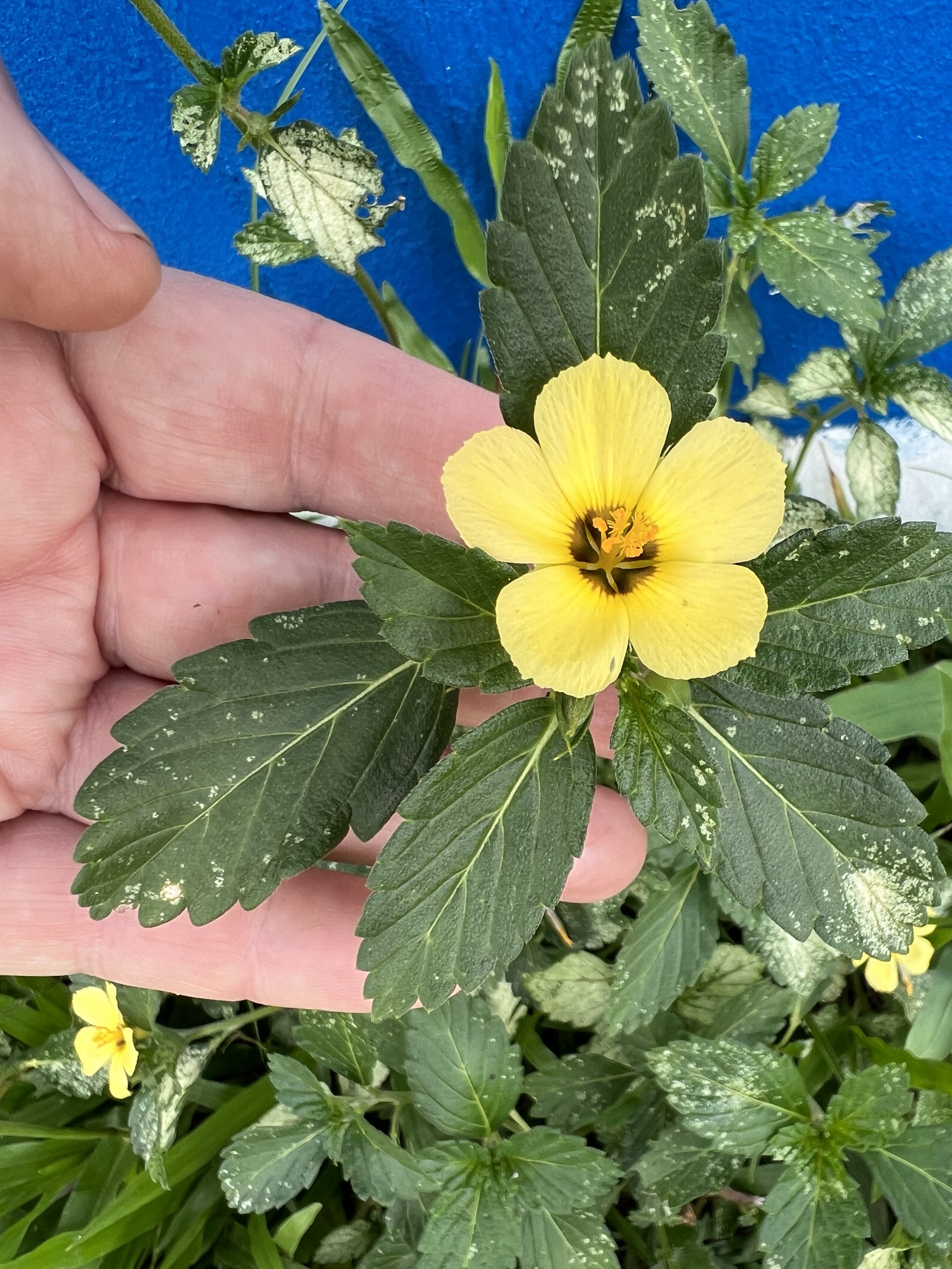 Turnera subulata