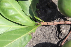 Voacanga thouarsii