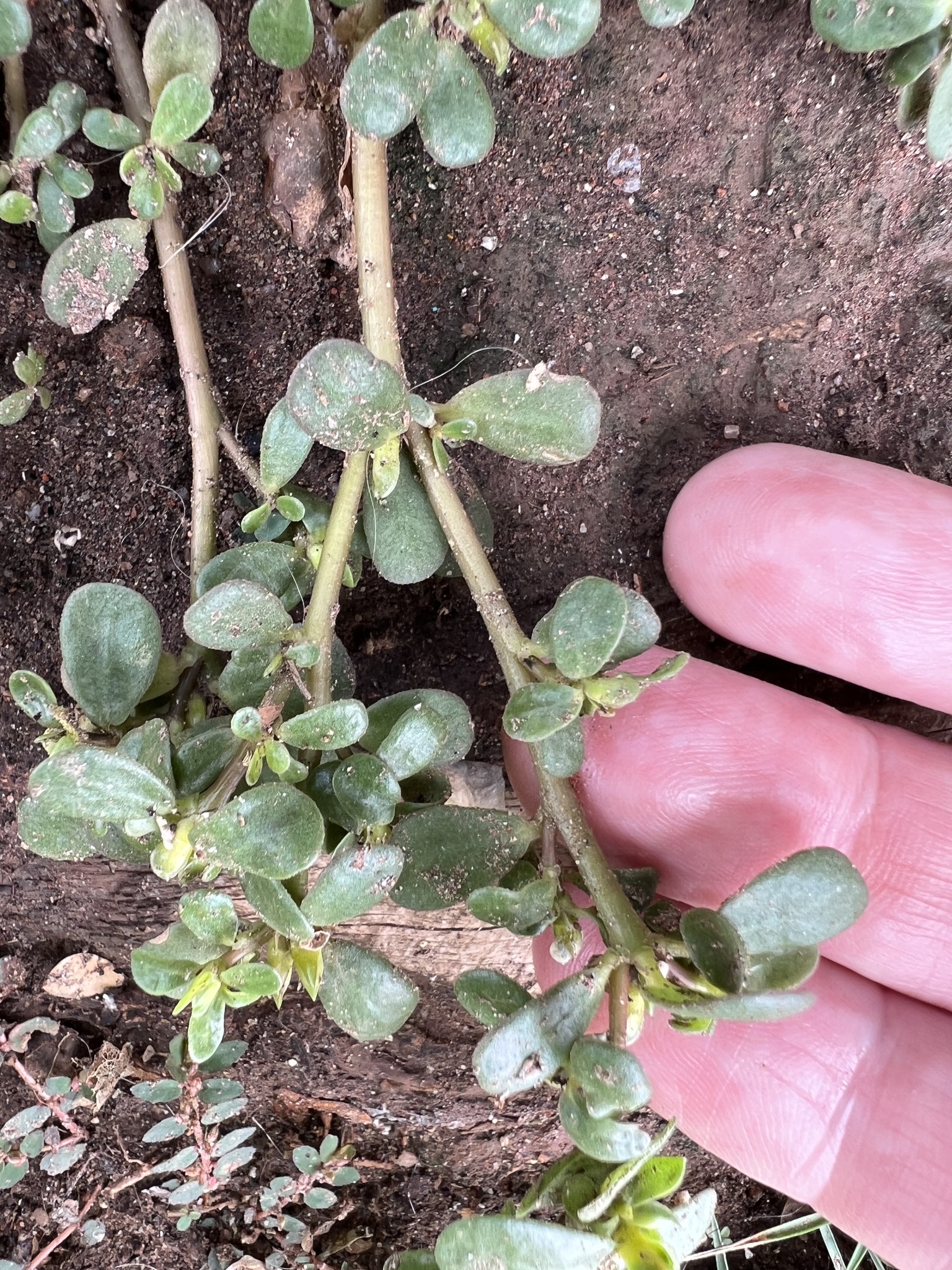 Imagem de Portulaca