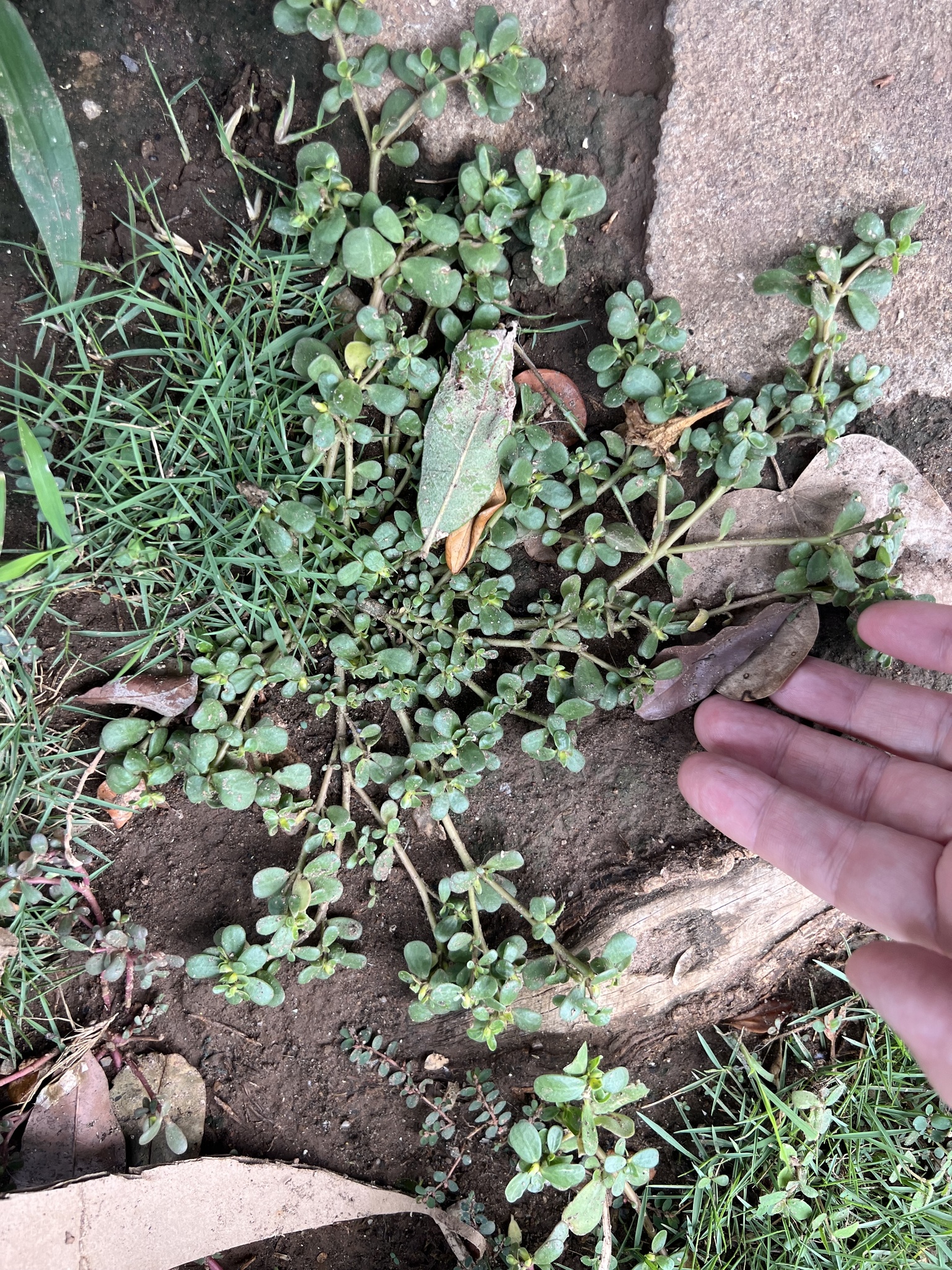 Imagem de Portulaca