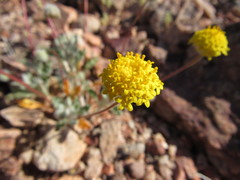 Trichoptilium incisum