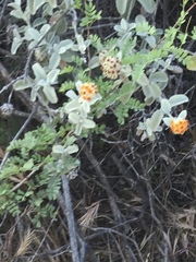Buddleja marrubiifolia