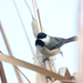 Columbian Black-capped Chickadee - Photo (c) Andrew Thomas, some rights reserved (CC BY-NC), uploaded by Andrew Thomas