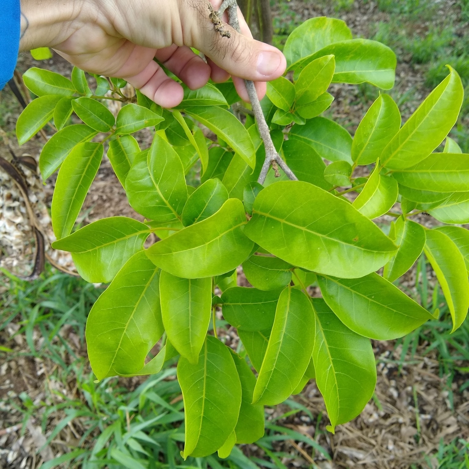 Imagem de Ipê-amarelo
