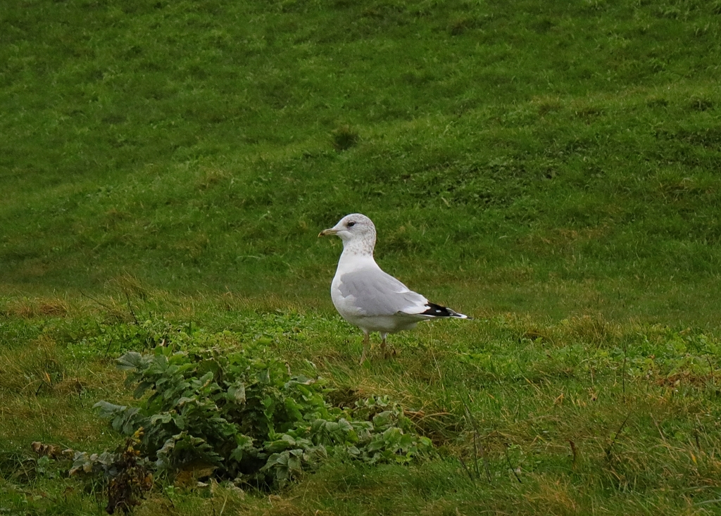 갈매기 from Crosby Coastal Park, Marine Terrace, Crosby... 오전 by Stephen James McWilliam · iNaturalist 갈매기 (Larus canus)
