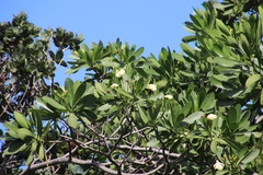 Voacanga thouarsii