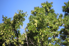 Voacanga thouarsii