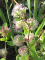 Trifolium pilulare