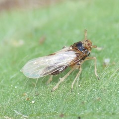 Pissonotus