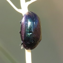 Phaedon purpureus