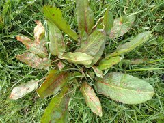 Rumex obtusifolius