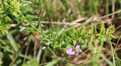 Polygala gazensis, photograph (c) Tony Rebelo, some rights reserved (CC BY-SA)