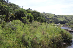 Syncolostemon rotundifolius