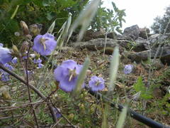 Campanula pelviformis