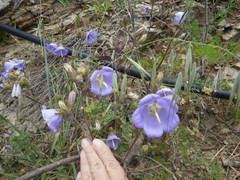 Campanula pelviformis