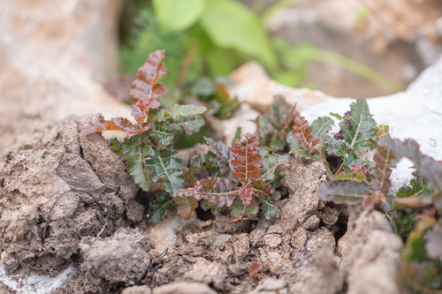 Boswellia nana (Boswellia nana)