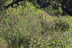 Syncolostemon rotundifolius