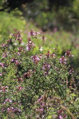 Syncolostemon rotundifolius