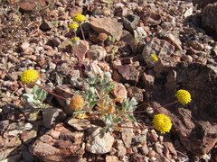 Trichoptilium incisum