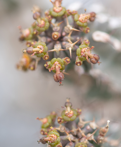 Euphorbia spiralis, photograph 6