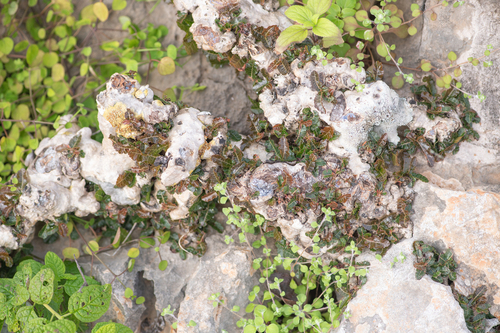 Boswellia nana