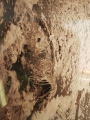 Lagenorhynchus albirostris