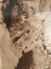 Lagenorhynchus albirostris