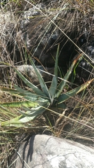 Aloe trachyticola image