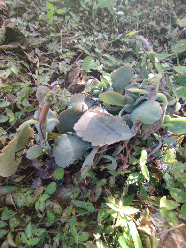 Foto de Planta-panda