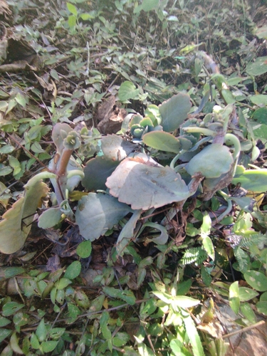 Planta-panda