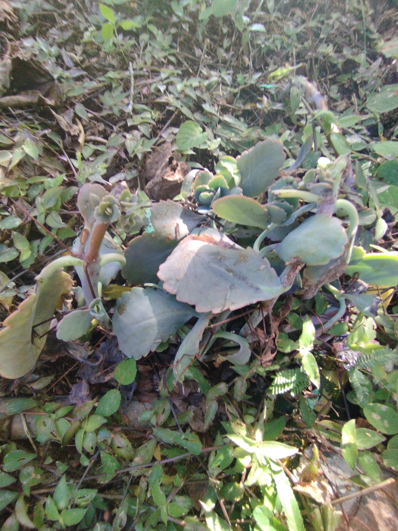 Imagem de Planta-panda