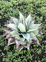 Agave ovatifolia