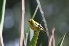 Zosterops kikuyuensis