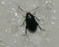 Phyllotreta