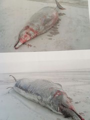 Mesoplodon densirostris