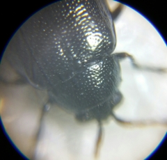 Phyllotreta