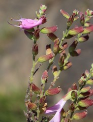 Syncolostemon rotundifolius