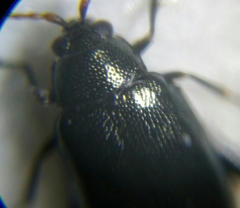Phyllotreta