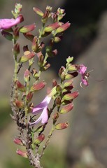 Syncolostemon rotundifolius