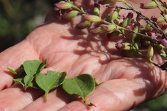 Syncolostemon rotundifolius