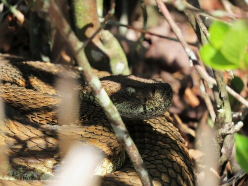 Timber Rattlesnake photographed in New Jersey