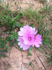 Sidalcea malviflora malviflora