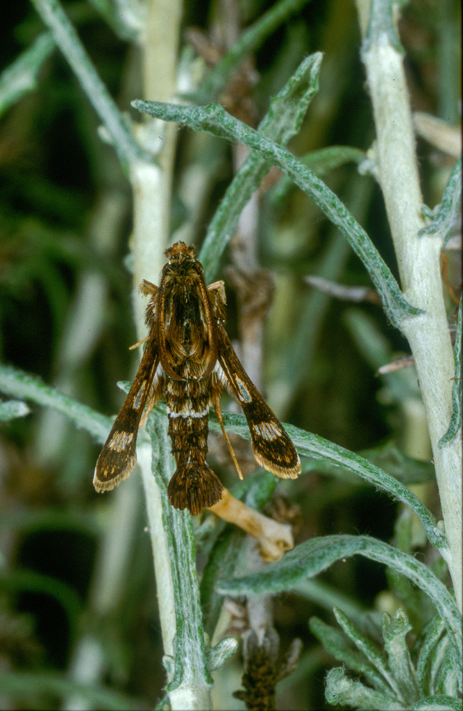 Chamaesphecia osmiaeformis