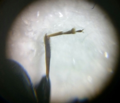Phyllotreta