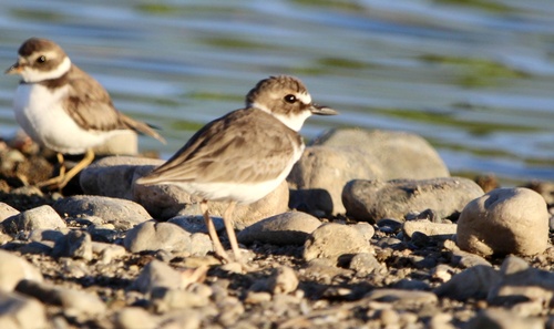 Wilson's Plover (Anarhynchus wilsonia)
