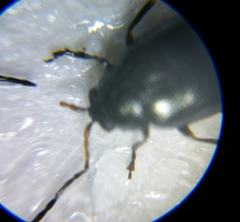 Phyllotreta