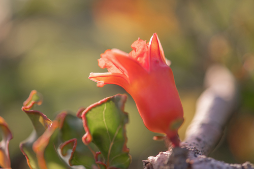 Pomegranate tree (Punica protopunica)