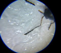 Phyllotreta